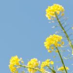 頑張らない仕事と営業をしたほうがよい理由