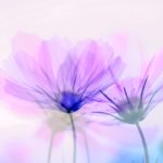 女子の生き方～張り合わない方がうまくいく